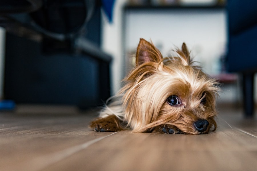 Why Is My Yorkie Shaking: 7 Common Reasons