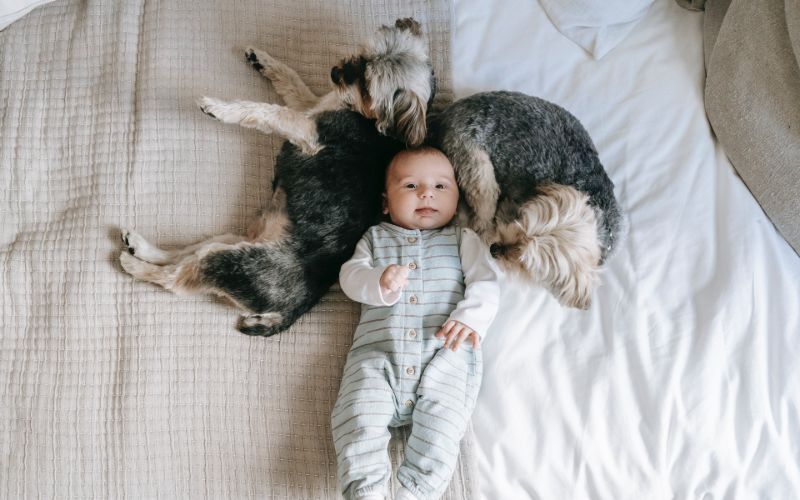 Dogs laying with baby