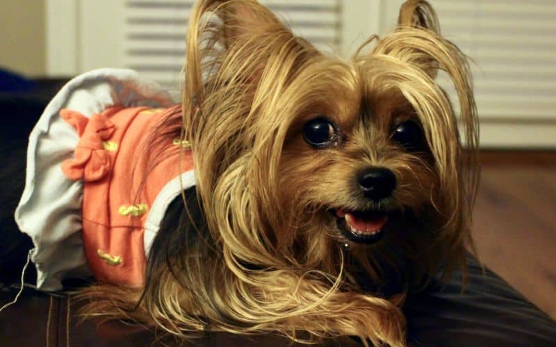 yorkshire terrier distressed