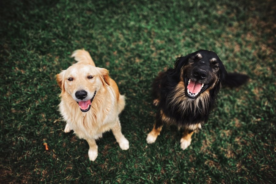 which dog breeds bite the least